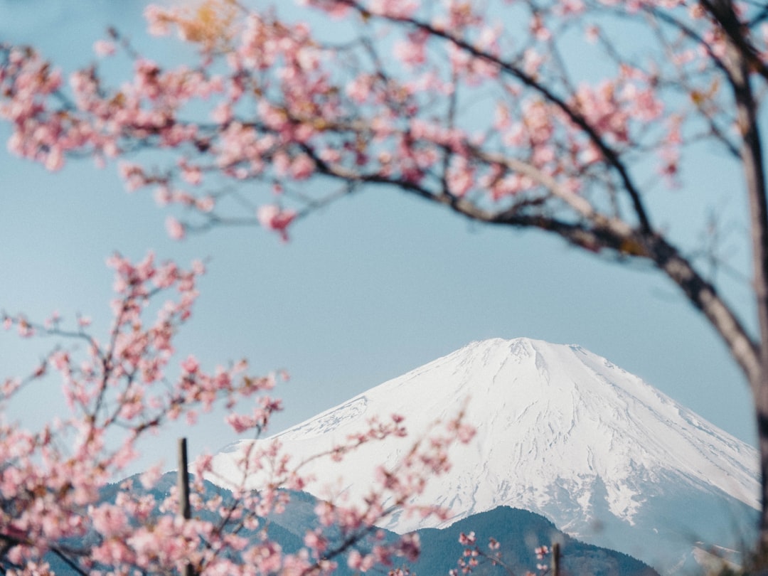 Photo Cherry blossoms